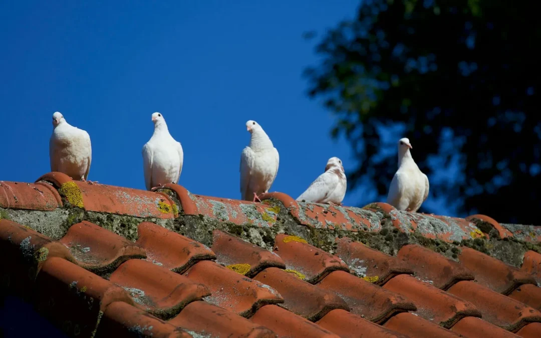 Roofing Contractor Henderson Kentucky